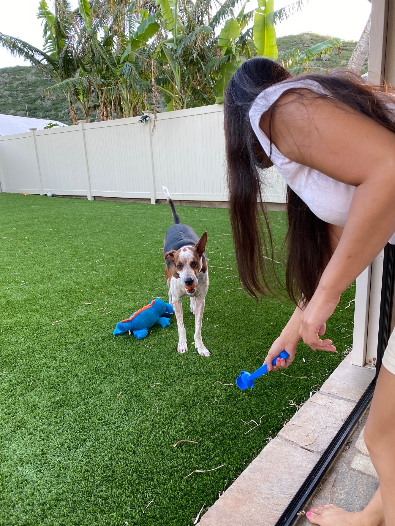 犬のお世話1