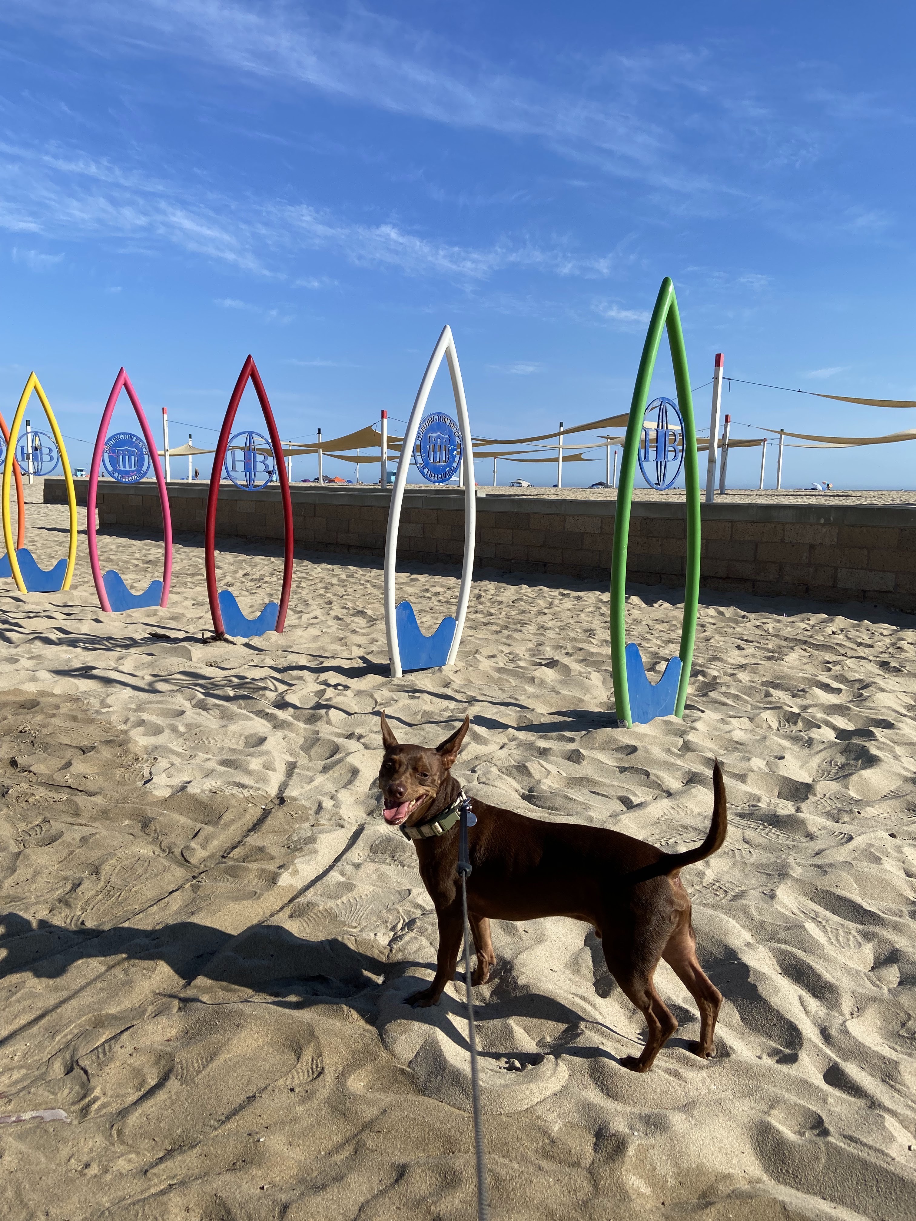 犬のお世話2